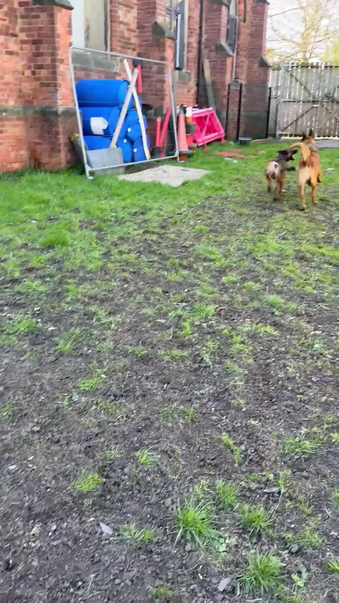 Belgian Shepherd Dog dogs for sale: Belgian Malinois puppies KC registered in Hartlepool - Video 1