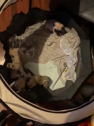 Pug dogs for sale: Pug puppies for sale  - Video 1