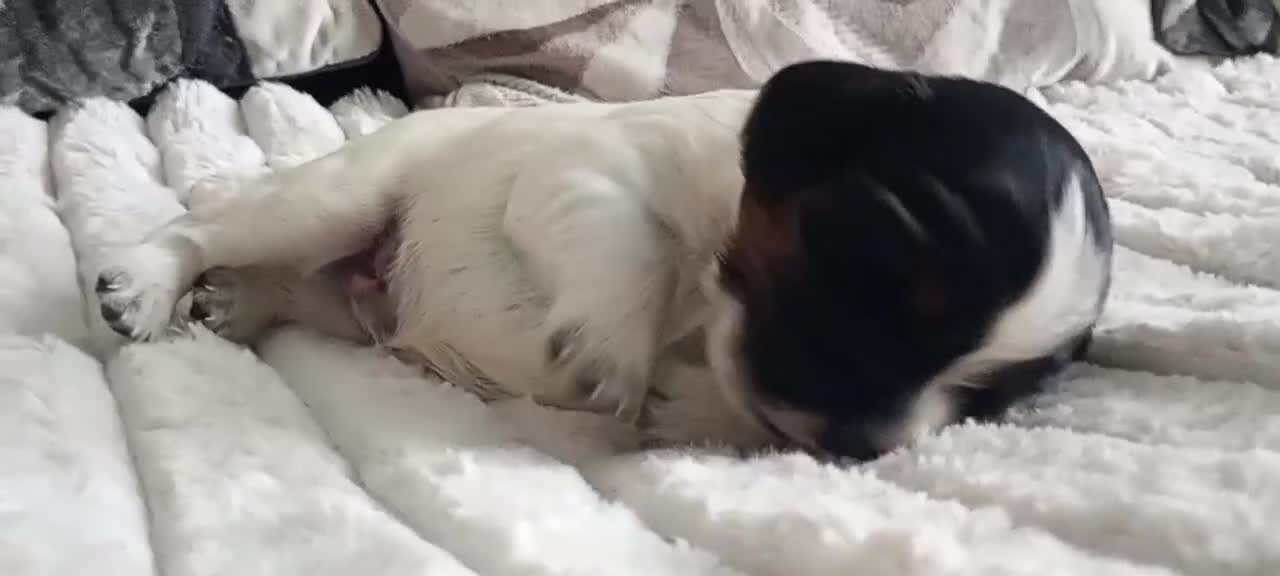 Mixed Breed dogs for sale: Cavalier King Charles/Cockapoo - Video 2