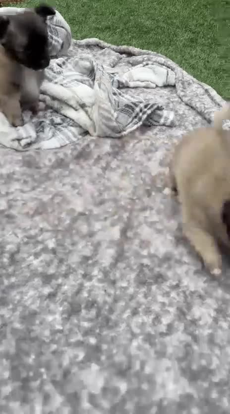 Chihuahua dogs for sale: Long haired chihuahua Only boy left. - Video 4