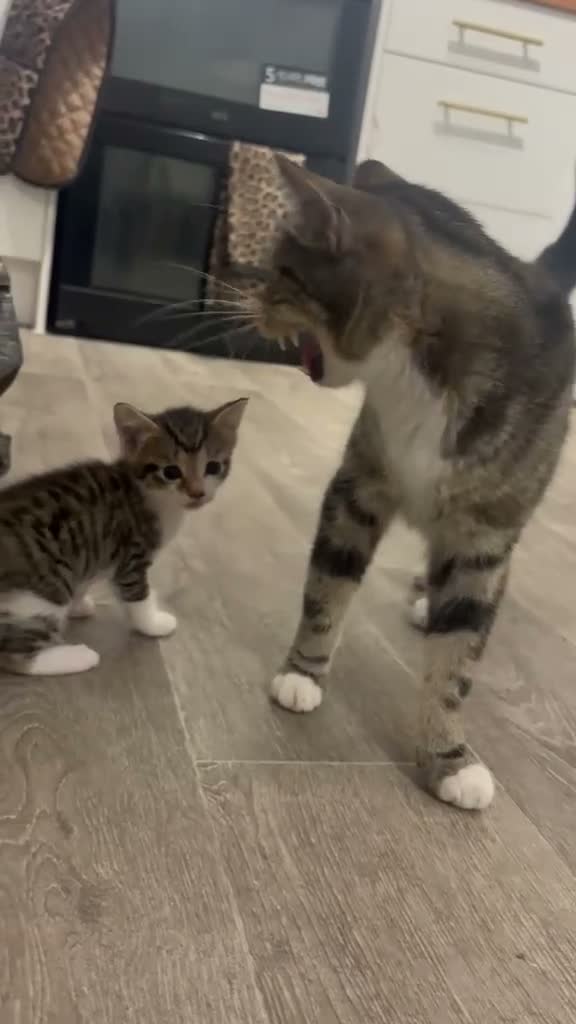 Domestic Shorthair cats for sale: Boy kitten  - Video 1