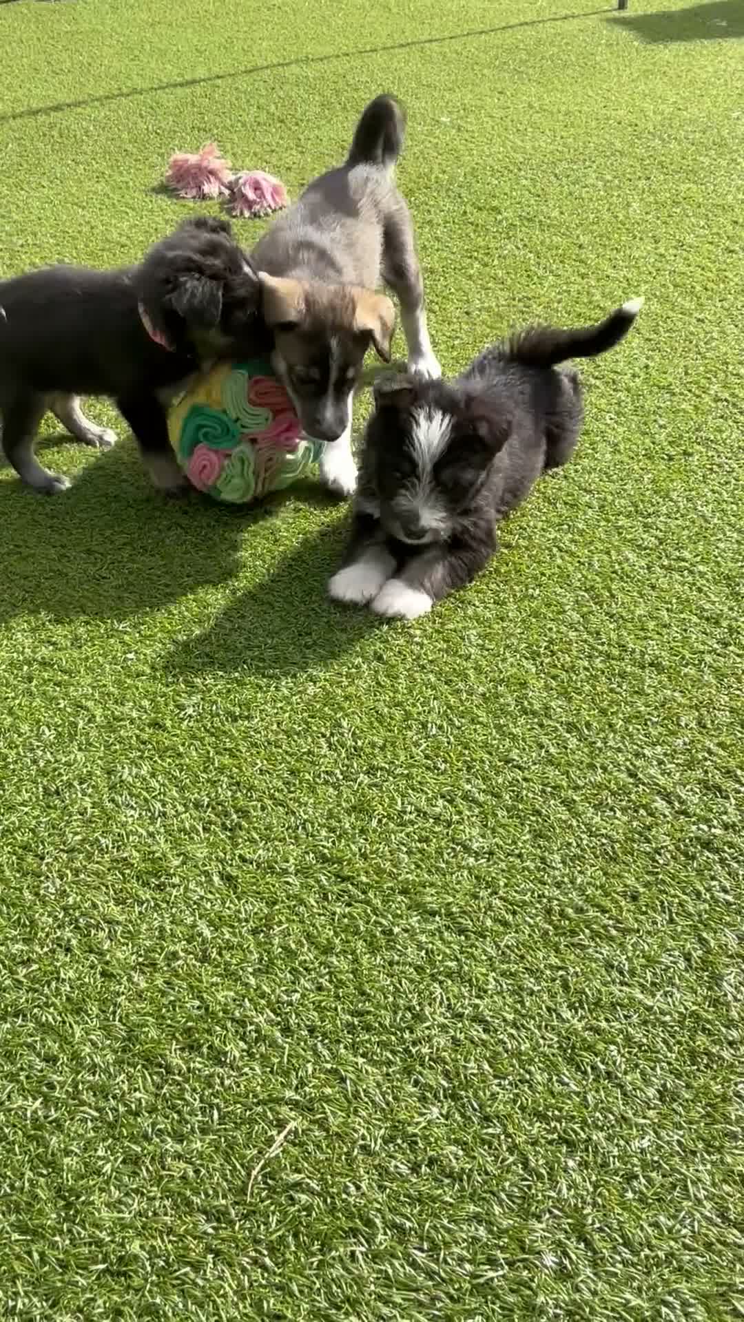 Mixed Breed dogs for sale: Labradoodle × Siberian Husky Puppies - Video 3