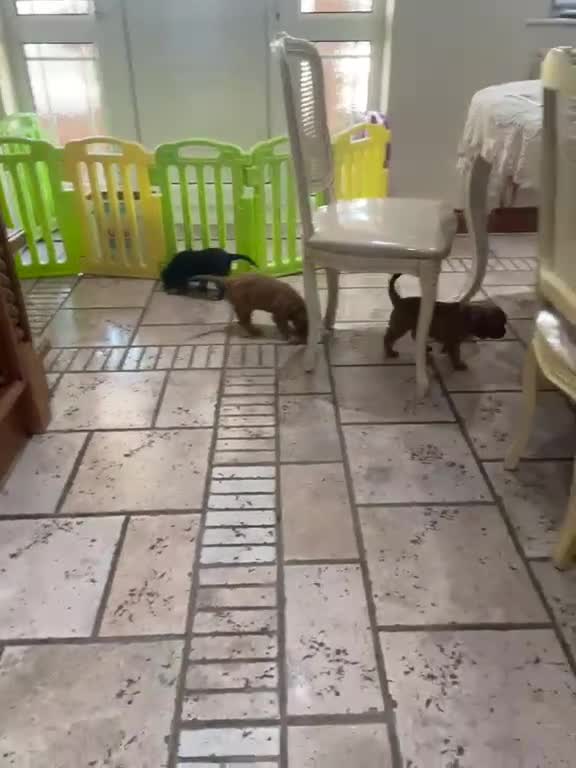 Cavalier King Charles Spaniel dogs for sale: King Charles cavalier babies  - Video 3