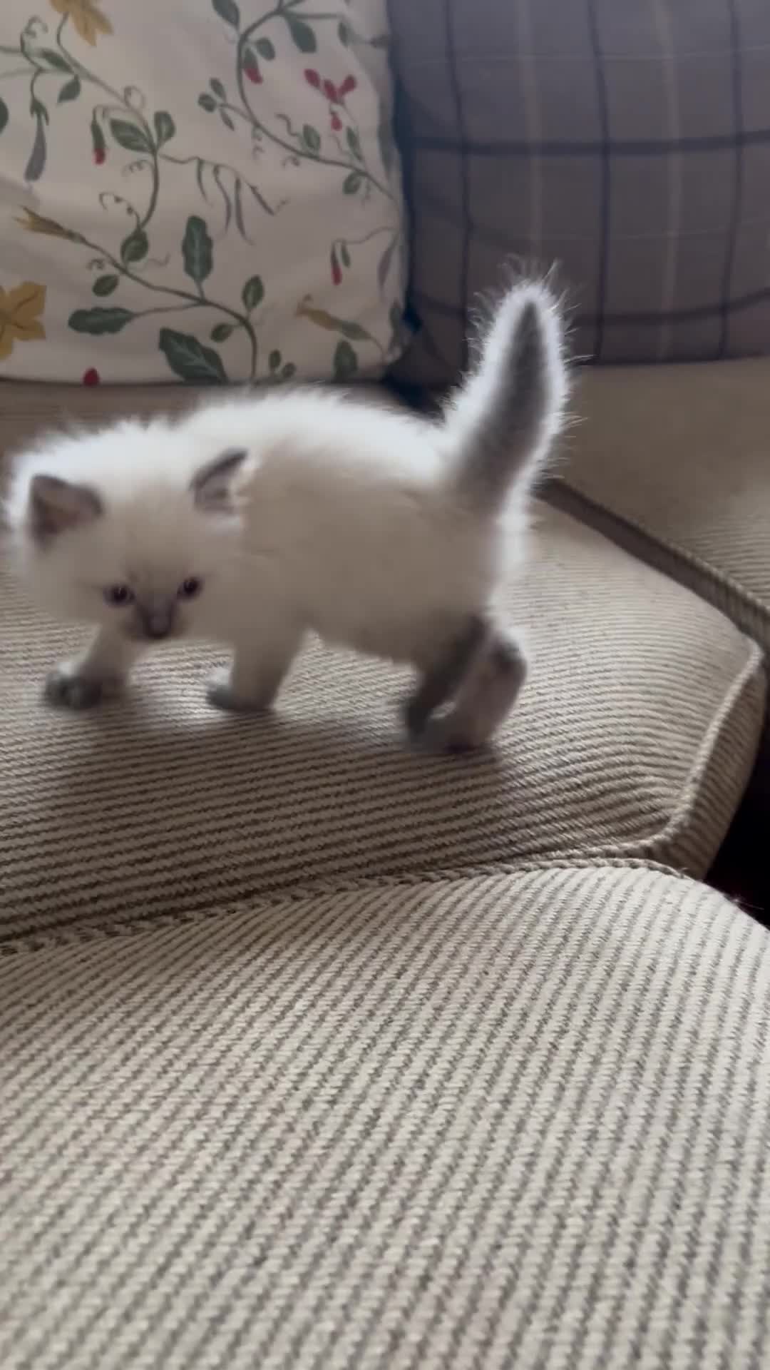 Ragdoll cats for sale: Beautiful Pure Ragdoll kittens - Video 3