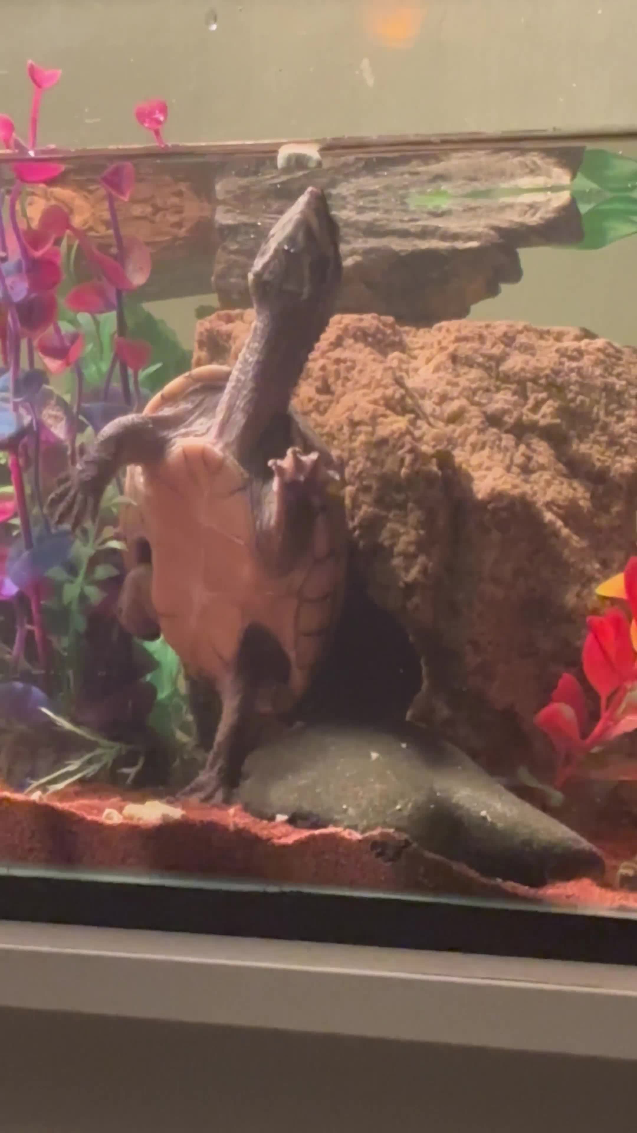 Turtle reptiles for sale: Musk Turtles 5 years old - Video 1