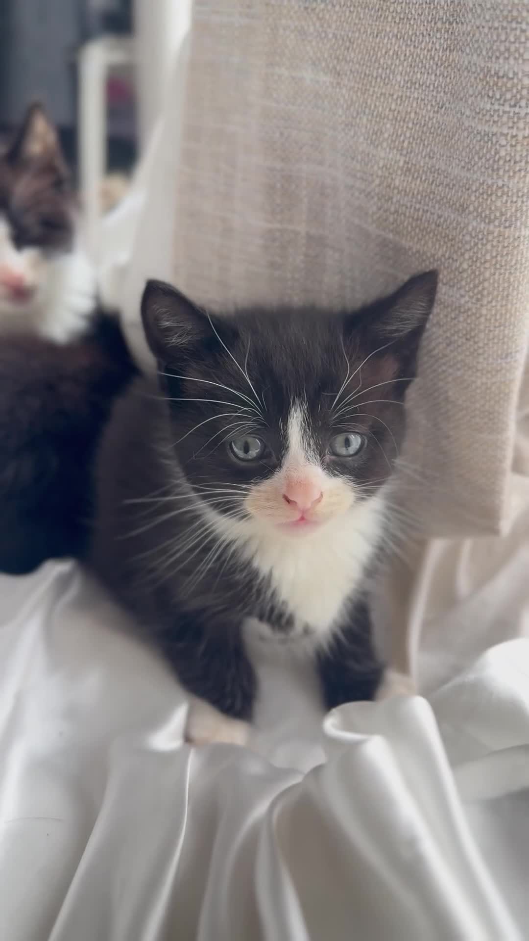 Mixed Breed cats for sale: Tuxedo Kittens looking for loving homes - Video 1