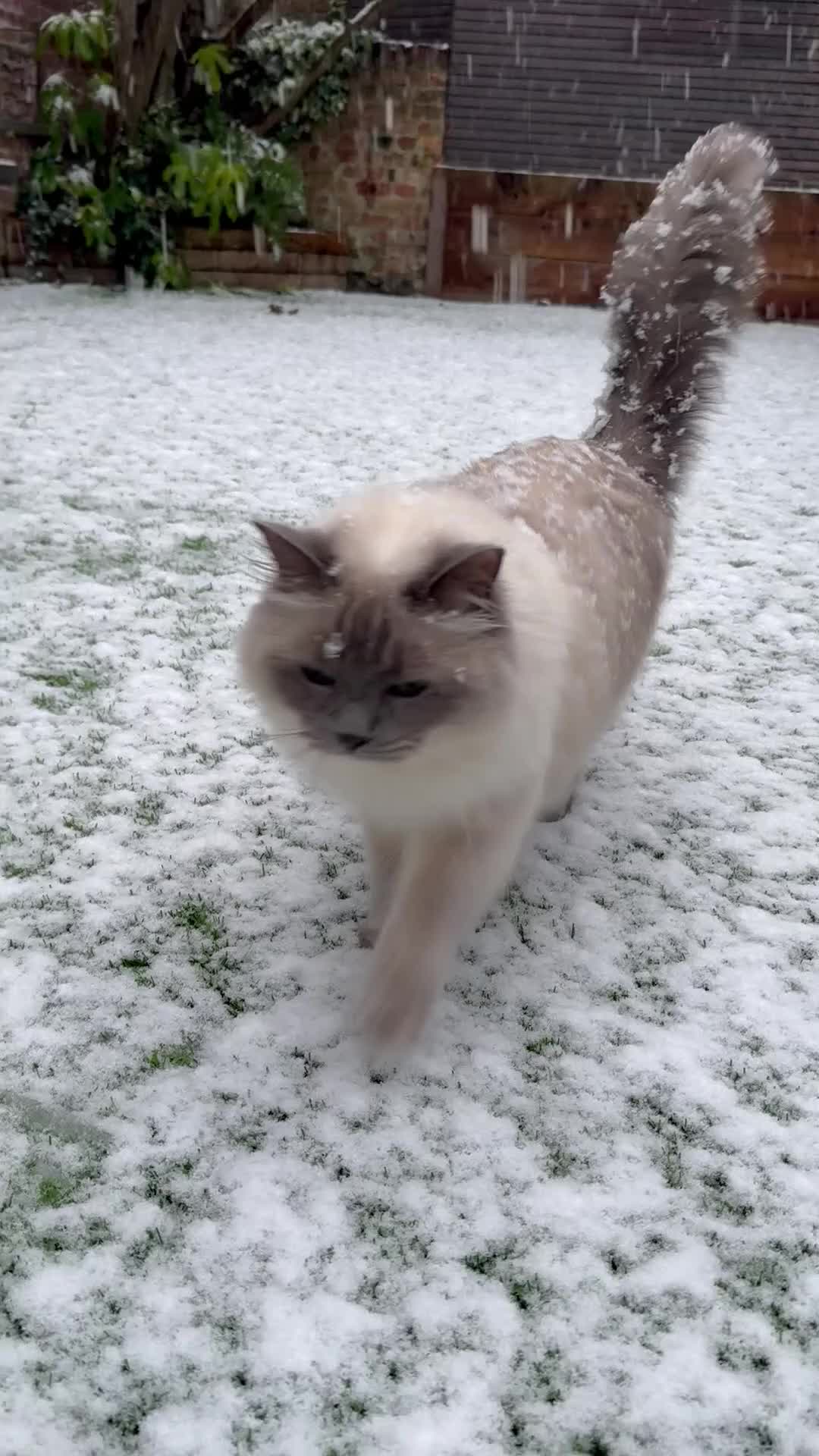 Ragdoll cats for sale: Beautiful five year old Ragdoll  - Video 2