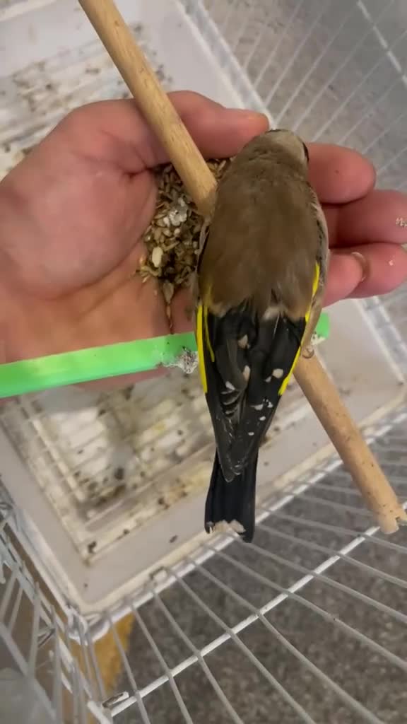 Canaries birds for sale: Canary Pair + Male Goldfinch Available - Video 1