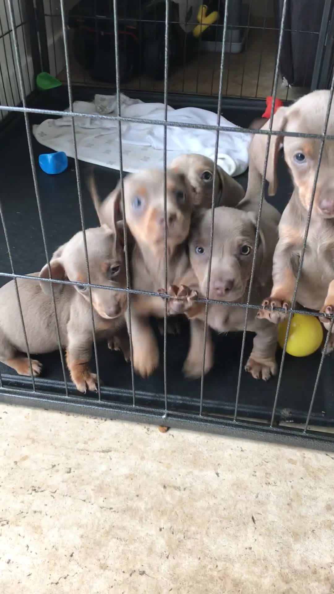 Dachshund dogs for sale: Dachshund  - Video 1