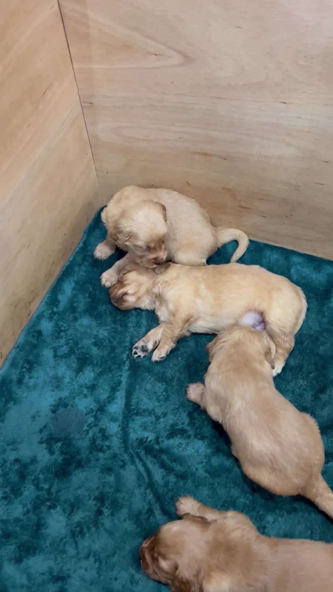 Golden Retriever dogs for sale: Tundra Retrievers KC Reg working Golden Retrievers - Video 1