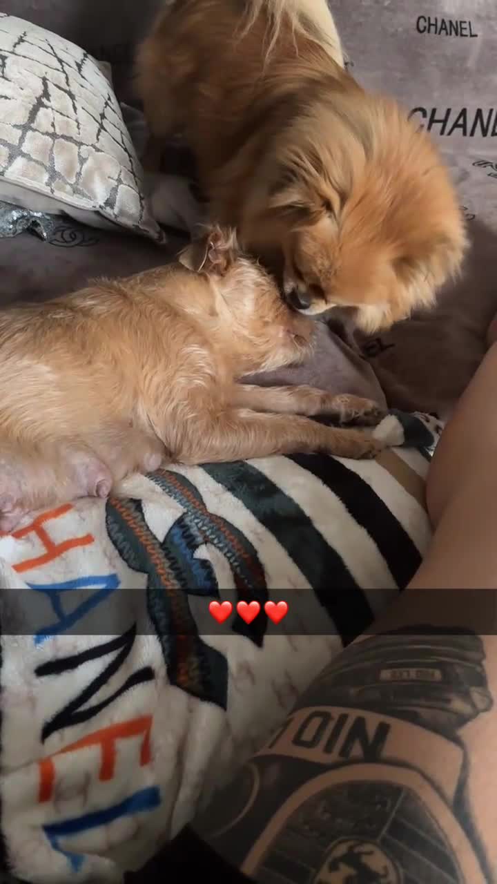 Mixed Breed dogs for sale: 6 little adorable small breed puppies, southampton - Video 1
