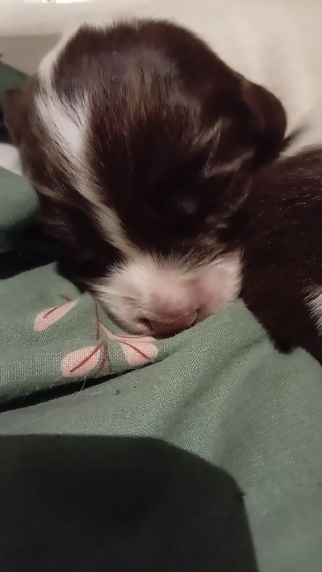 English Springer Spaniel dogs for sale: KC Reg English Springer Spaniels - 2 girls left - Video 3