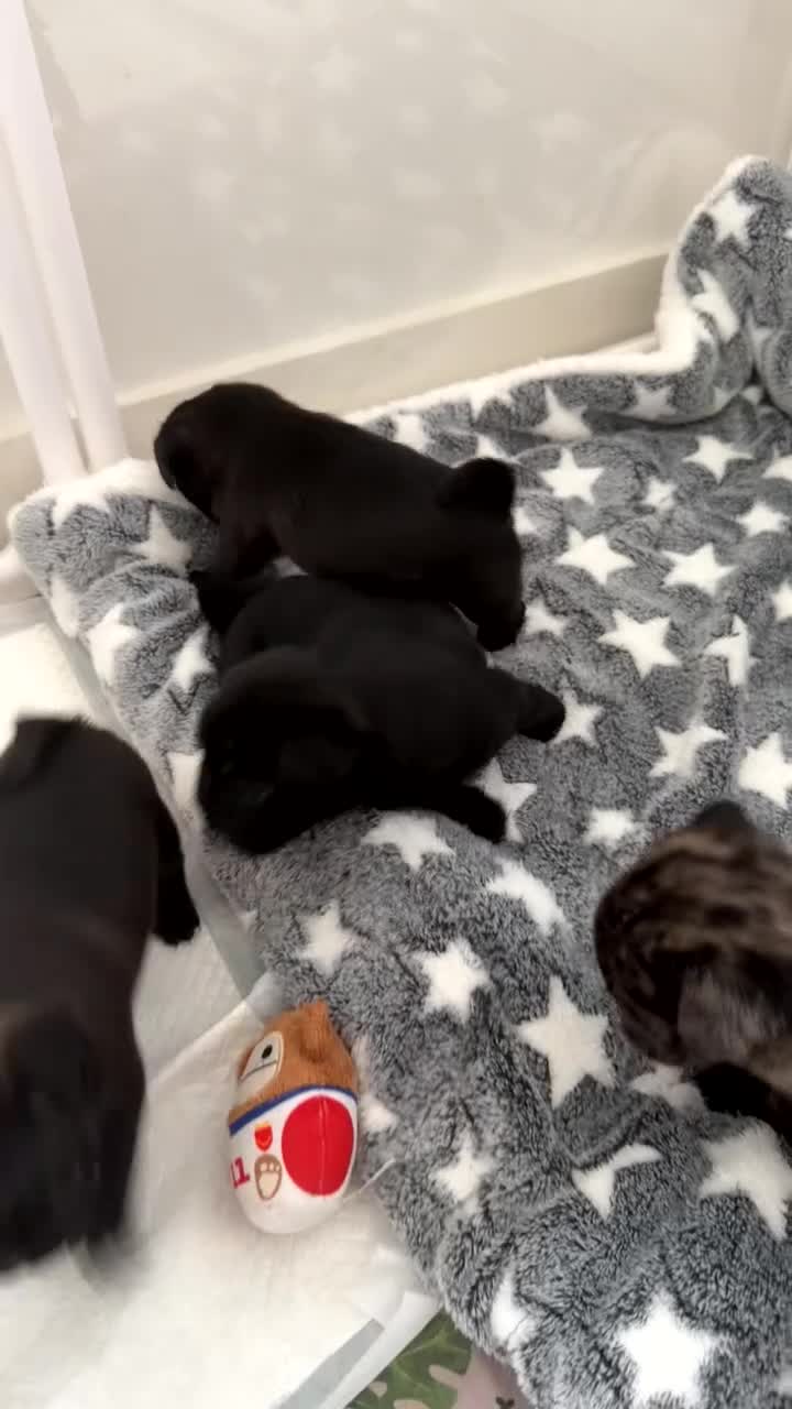 Pug dogs for sale: Pug puppies  in Dumfries - Video 1