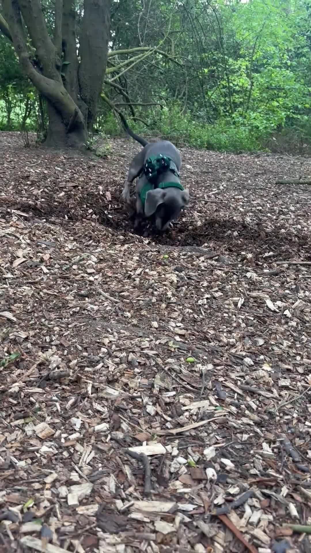 Miniature Dachshund dogs for stud: Blue KC Registered Miniature Daschund STUD in London - Video 1