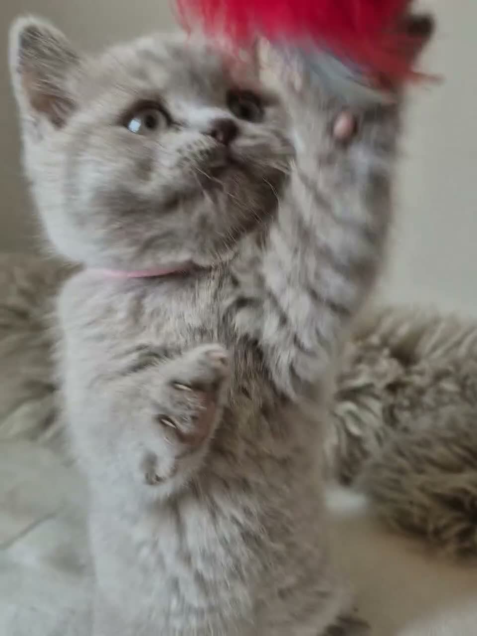 British Shorthair cats for sale: Lovely GCCF British Shorthair Kittens  - Video 5