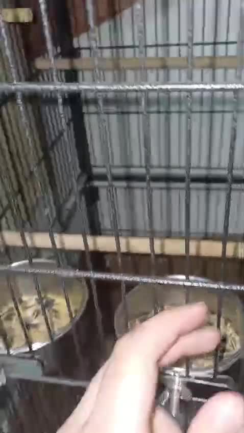Conures birds for sale: Pair of male and female pineapple conure for sale - Video 1