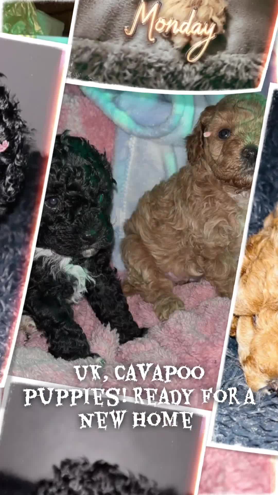 Cavapoo dogs for sale:  Cavapoo puppies  - Video 1