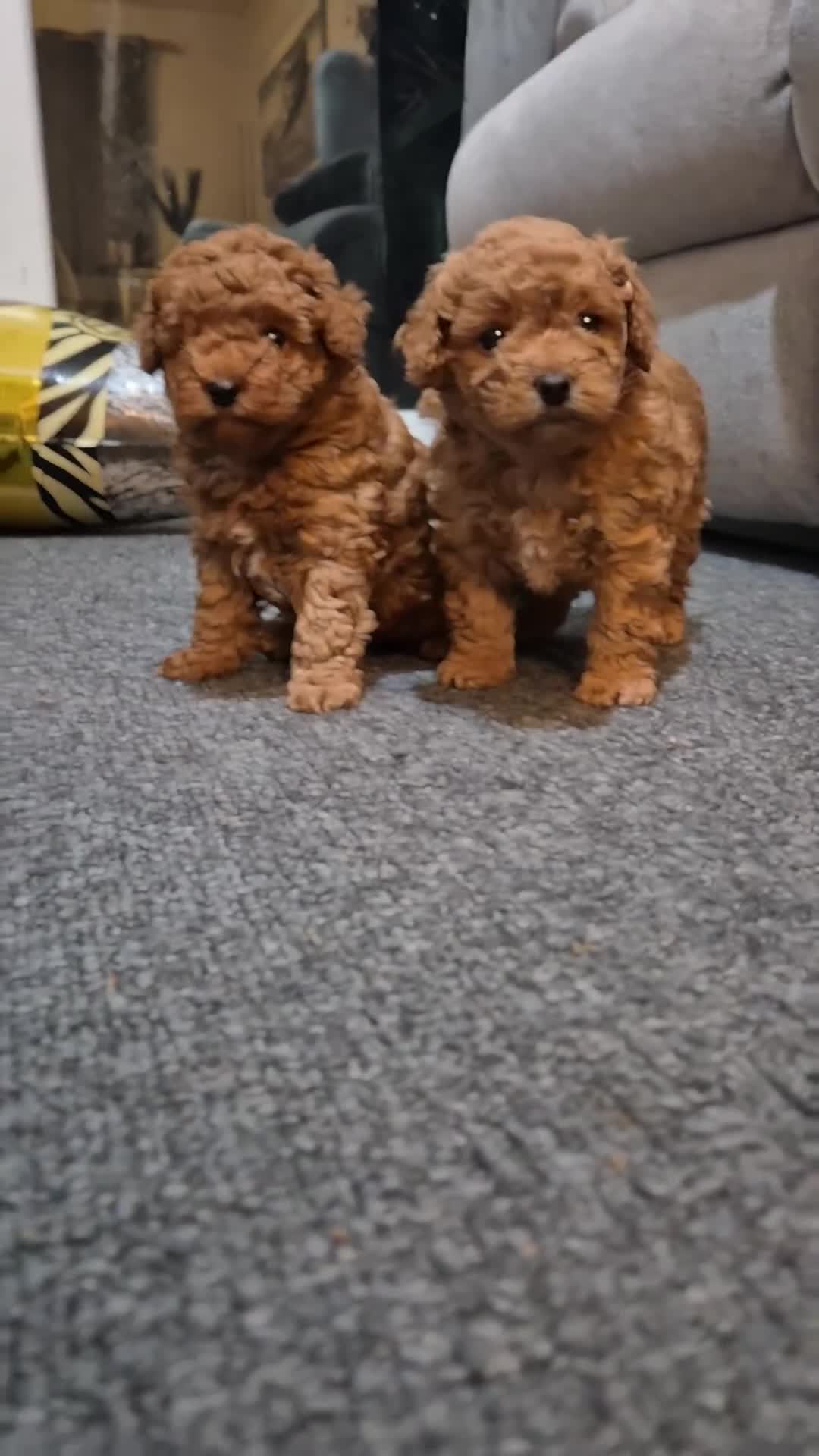 Cavapoo dogs for sale: Beautiful F1B Cavapoo Puppies - Video 1