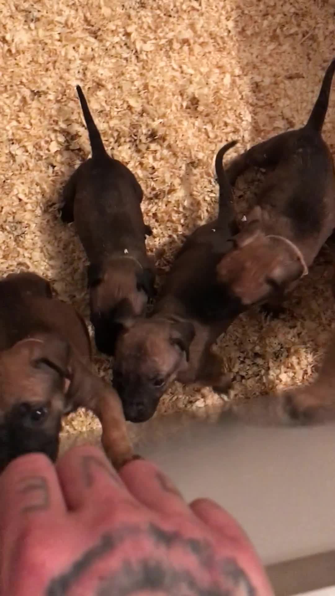Presa Canario dogs for sale: Working presa canario - Video 1