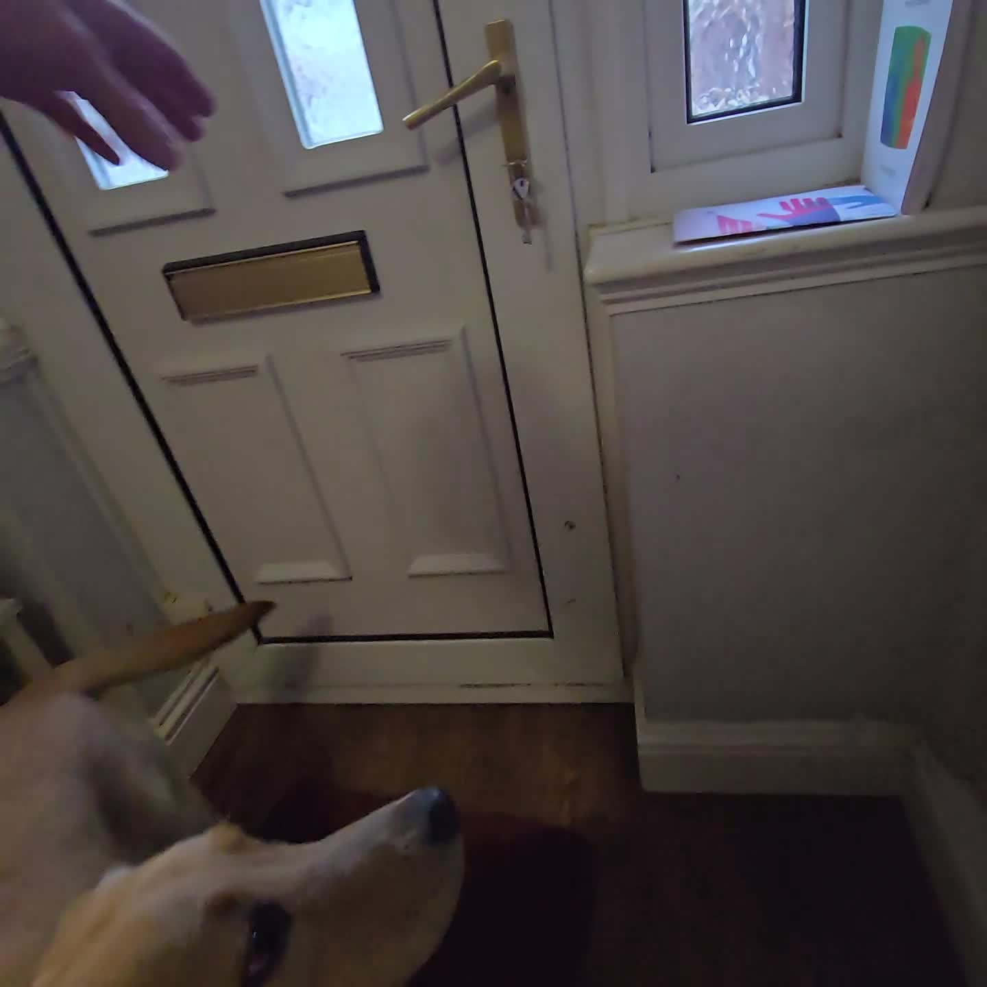 Labrador Retriever dogs for sale: Professionally Trained Labrador  - Video 4