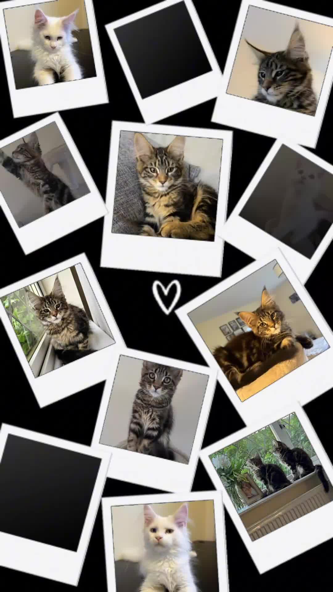 Maine Coon cats for sale: Maine coon kittens looking for new homes - Video 2