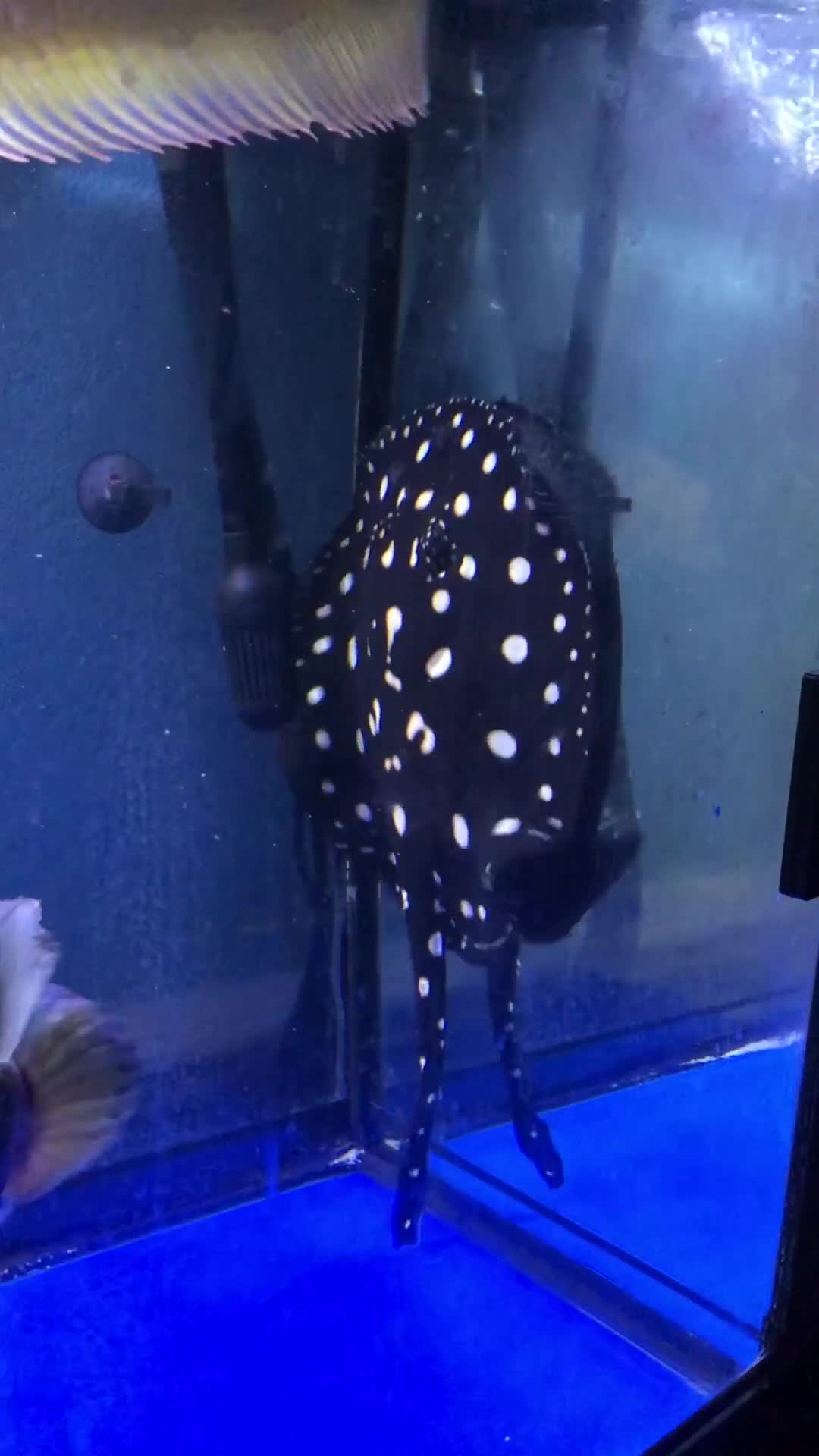 Other/Mixed Breed fish for sale: Black diamond stingray leopoldi in Reading - Video 1