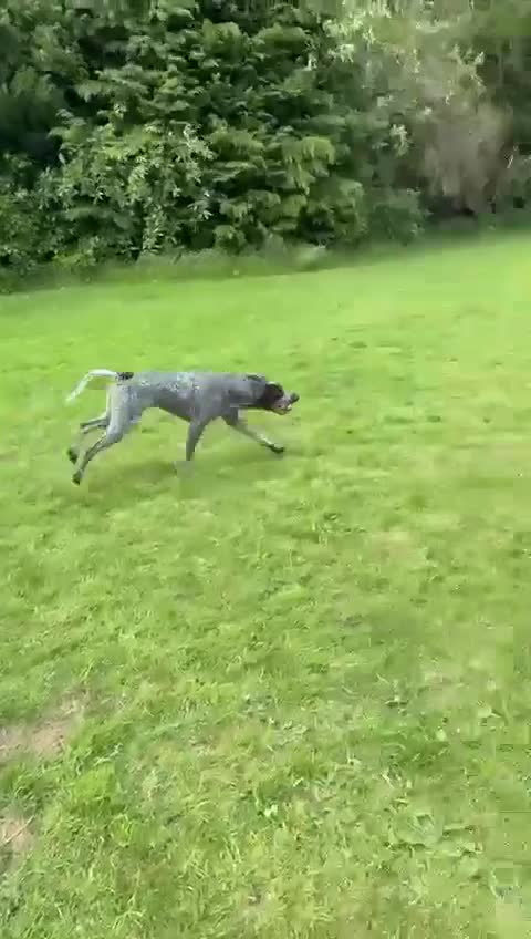 German Shorthaired Pointer dogs for sale: Hailey  - Video 2