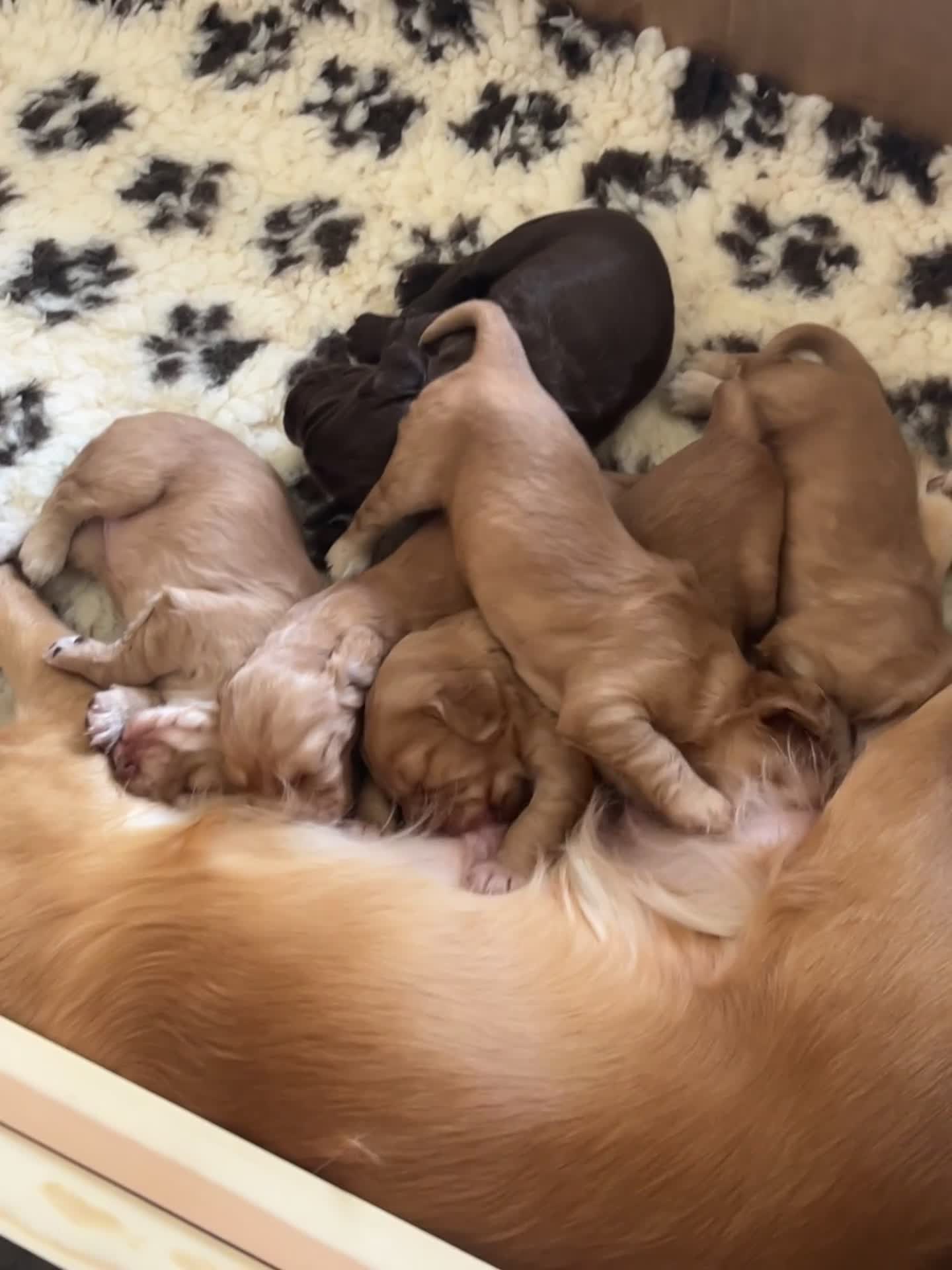 Cocker Spaniel dogs for sale: Perfect working cocker spaniel puppies  - Video 1