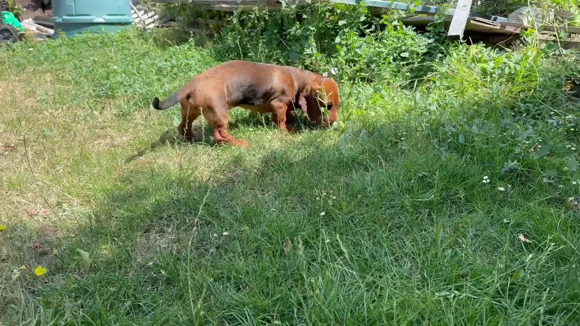 Dachshund dogs for sale: Wire haired & smooth recessives dachshunds - Video 3