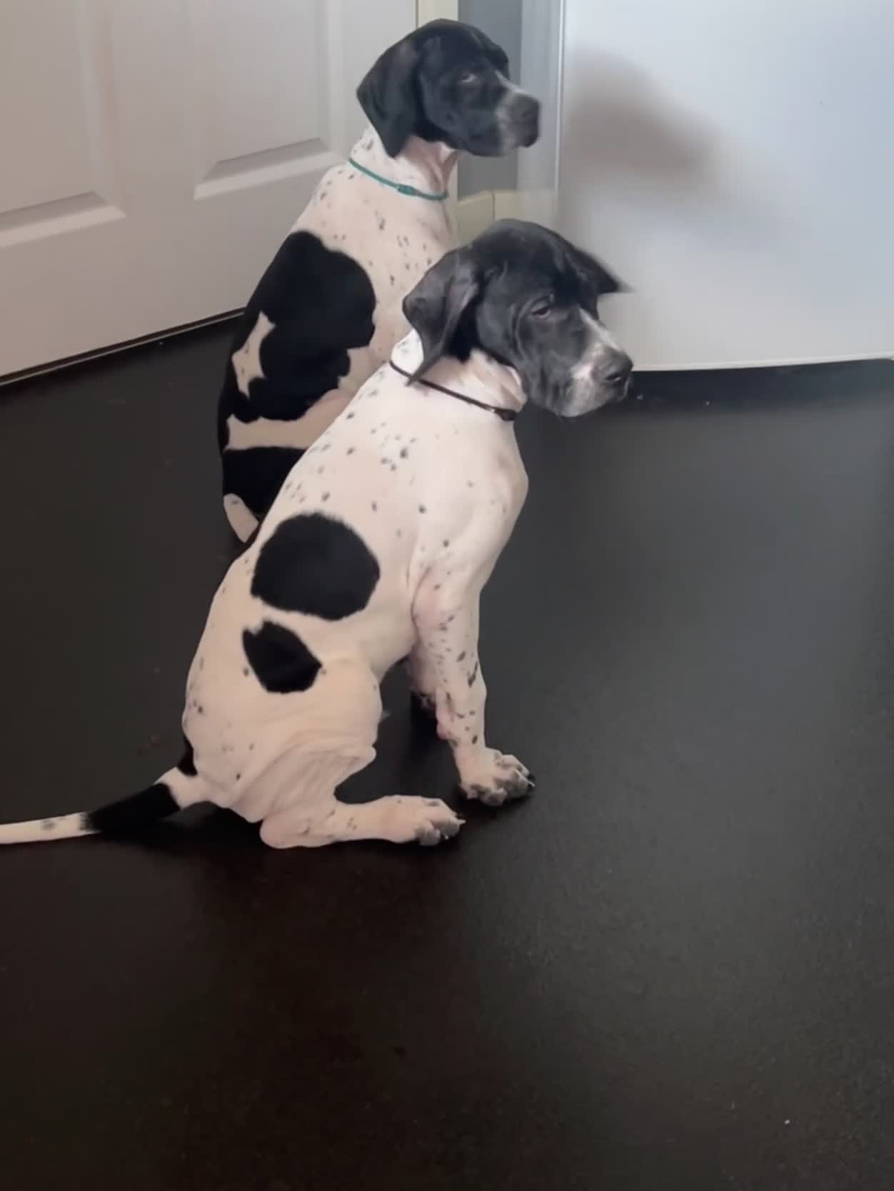 Pointer dogs for sale: Gorgeous Pedigree Pointer Pups - Video 2