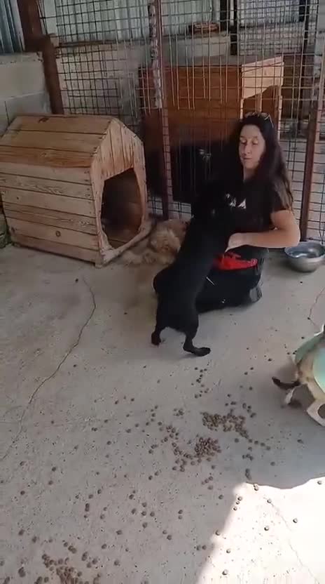 Mixed Breed dogs for adoption: Charlotte approx 6 yr old. Available for adoption. - Video 3