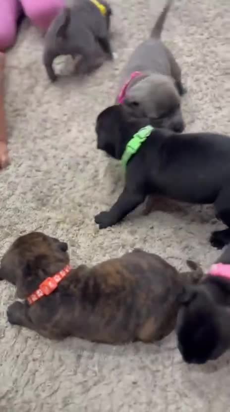 Staffordshire Bull Terrier dogs for sale: 🏅🏆 CHAMPION PLAY BOY BLUE&BLACK STAFFY PUPS - Video 2