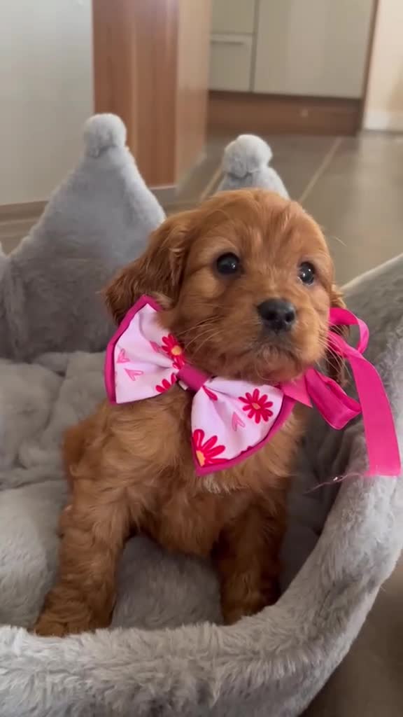 Cavapoo dogs for sale: Fl cavapoos in Evesham - Video 1