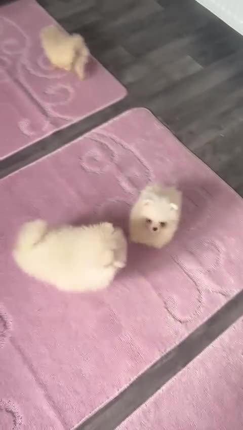 Pomeranian dogs for sale: Miniature Pomeranian Puppies - Video 1