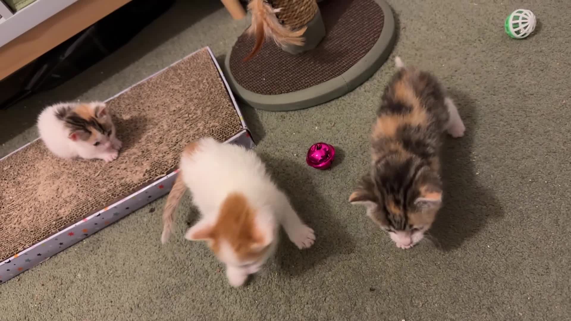 Sphynx cats for sale: Sphynx kittens. in Royston - Video 2