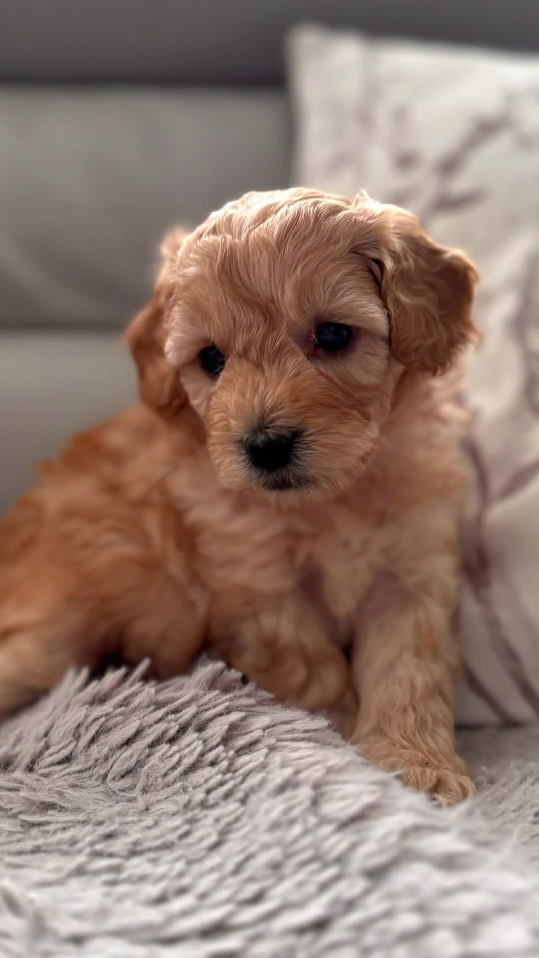Cavapoo dogs for sale: Beautiful Cavapoo puppies. DNA tested lines.  - Video 1