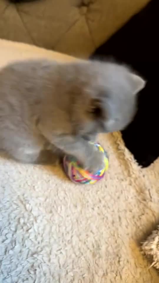 British Shorthair cats for sale: British Shorthair  - Video 1