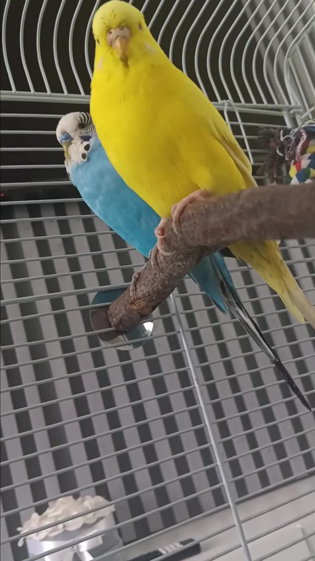 Budgerigars birds for sale: 2 budgies with cage  - Video 1