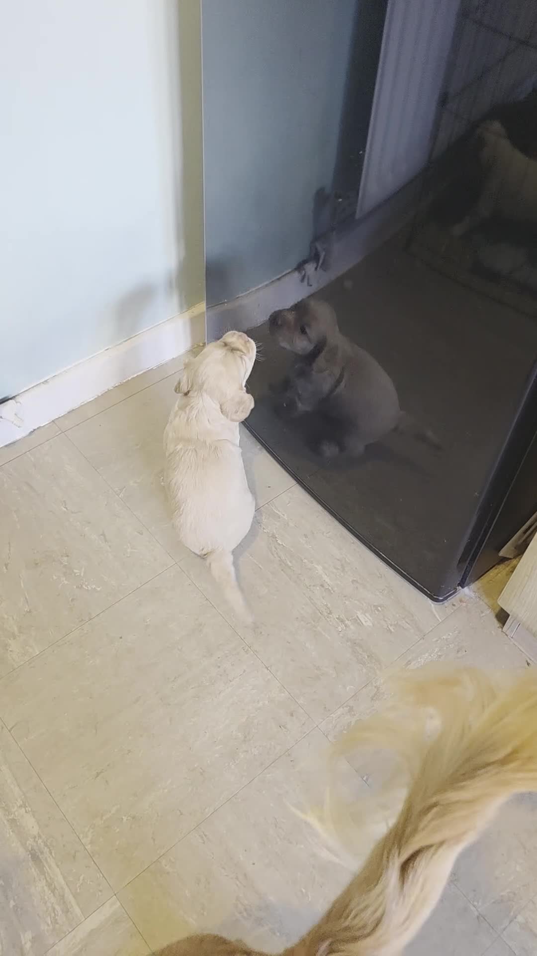 Cocker Spaniel dogs for sale: Cocker spaniel puppies for sale - Video 1