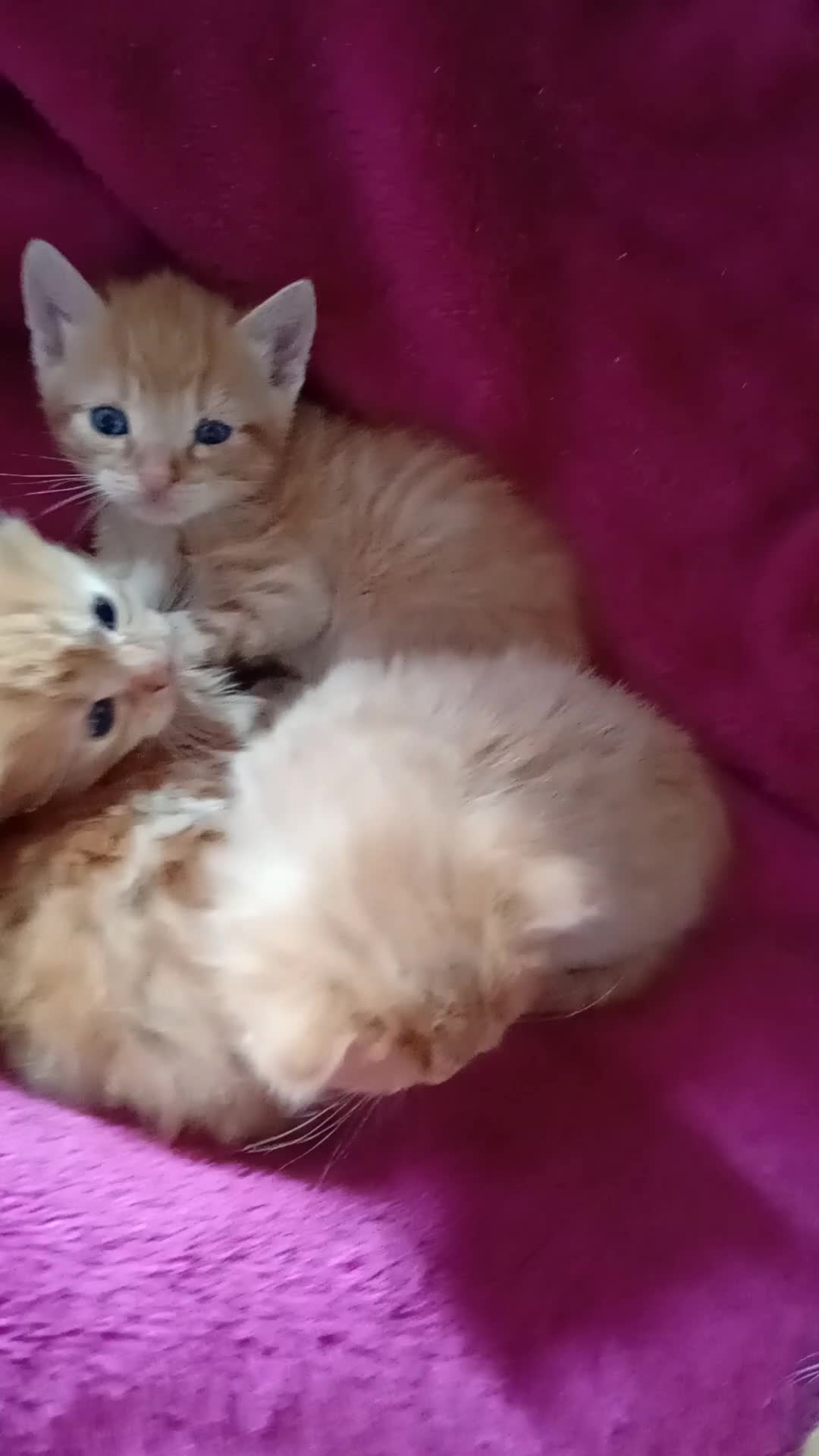 Maine Coon cats for sale: Maine coon cross  - Video 1