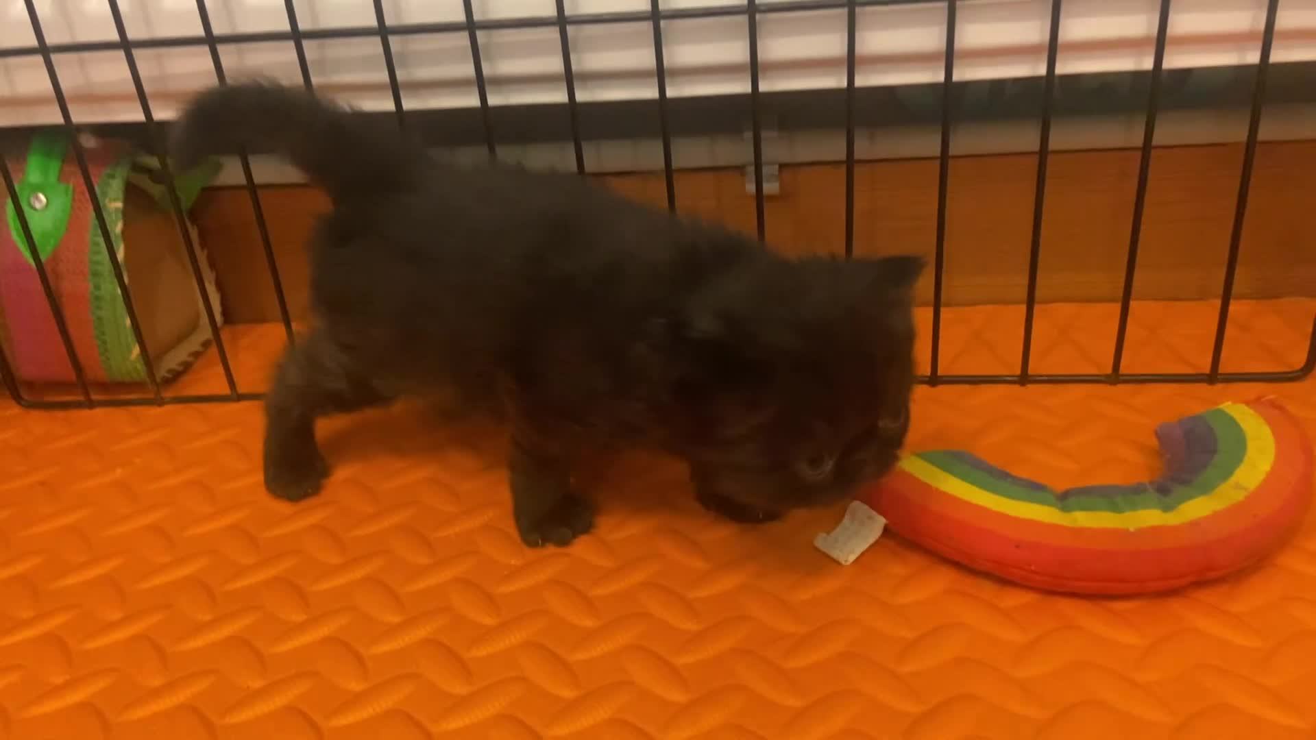 Persian cats for sale: Stunning pedigree Persian kittens - Video 1