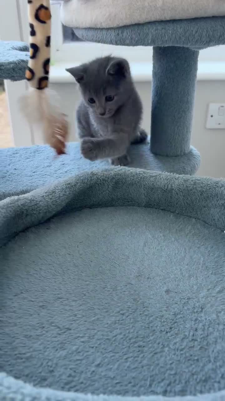 Russian Blue cats for sale: 2 Magnificent pure bred Russian Blue Kittens - Video 2