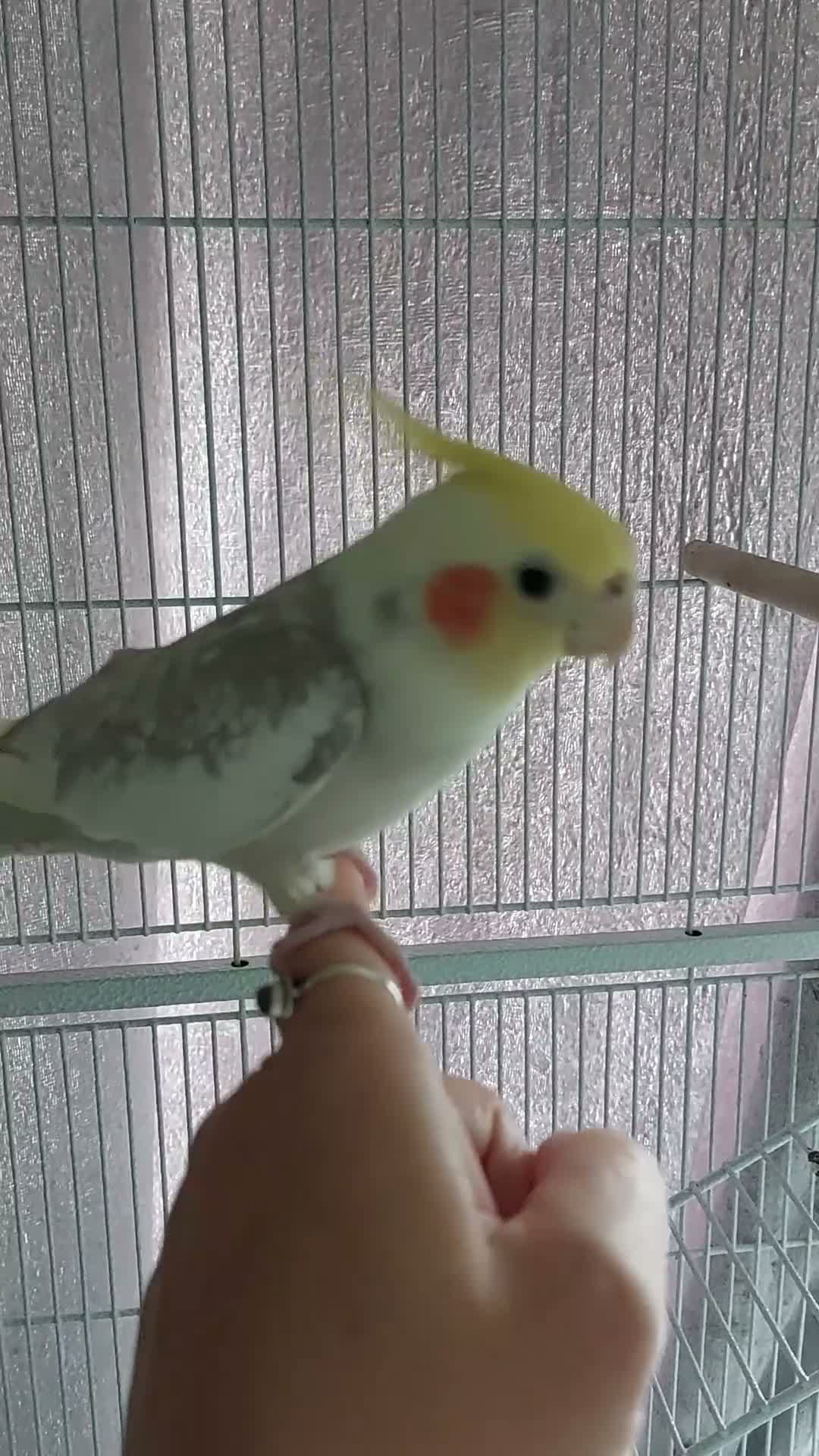 Cockatiels birds for sale: 2 x Cockatiels with Cage  in Peterborough - Video 1