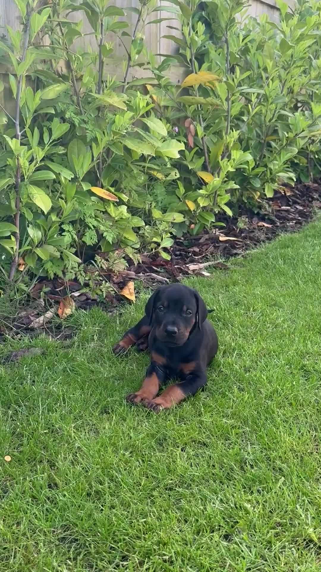 Dobermann dogs for sale: CHESHIRE WORLD CLASS DOBERMAN PUPPY - Video 2