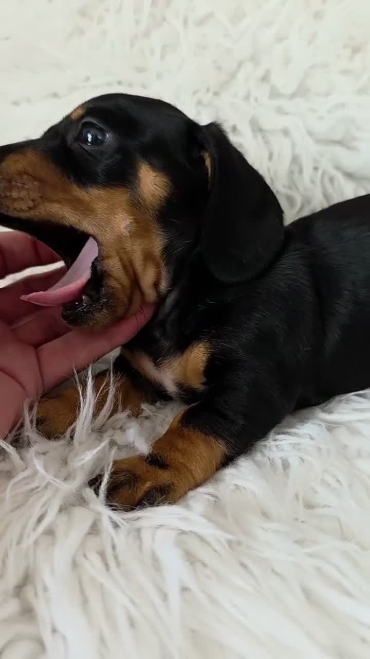 Miniature Dachshund dogs for sale: kc reg, pra clear daxi pups. 5* licensed breeder  - Video 3