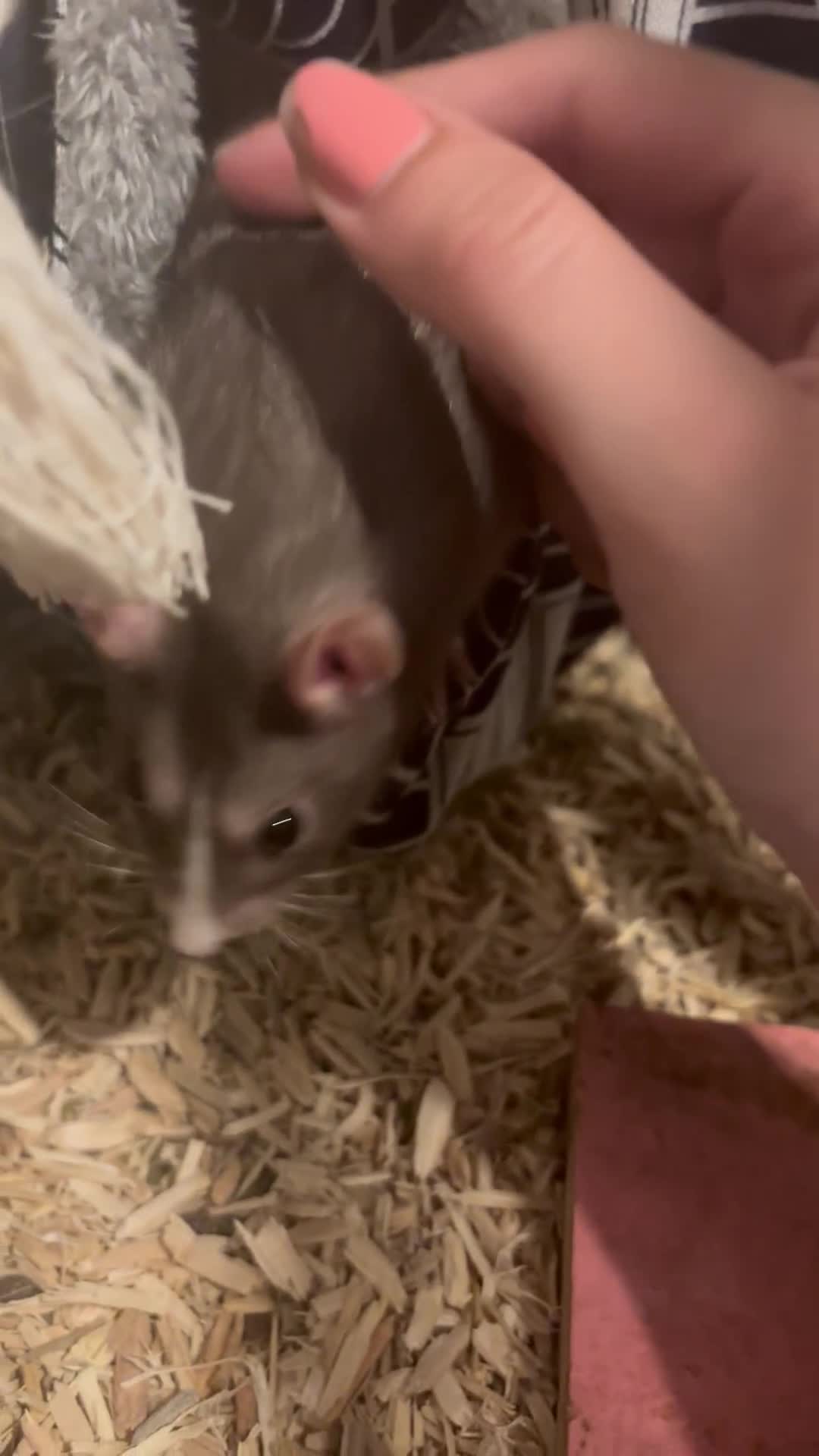 Rat rodents for sale: 2 male rats  in Abbots Langley - Video 1
