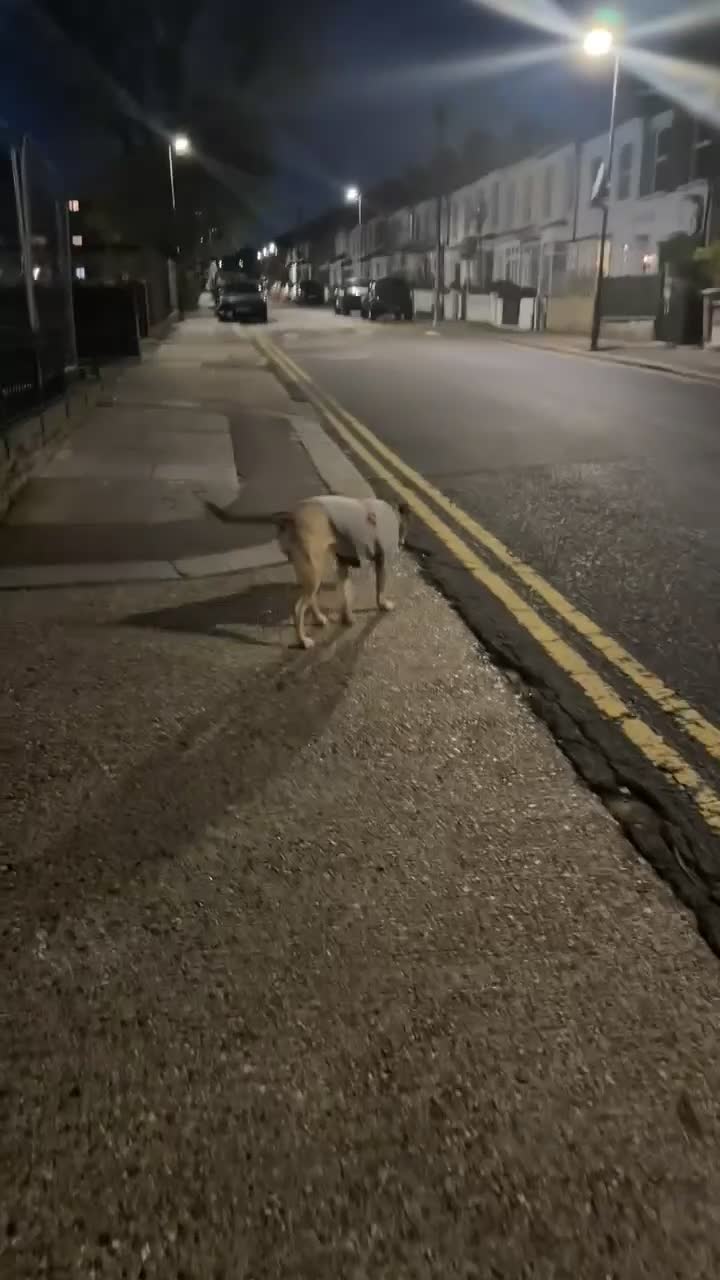 American Bull Staffy dogs for sale: Milly looking for forever home !  - Video 1
