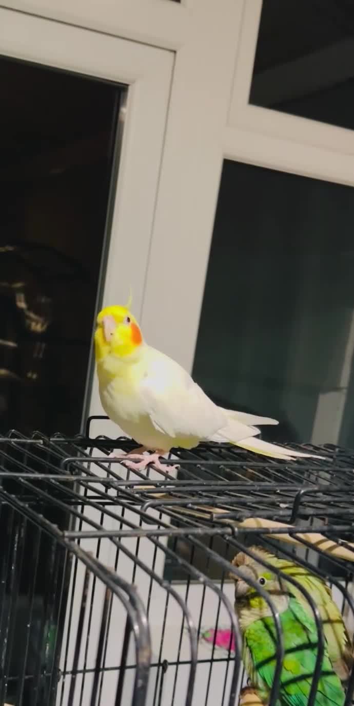 Cockatiels birds for sale: Cockatiel Female + Full Setup Included - Video 4