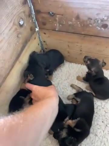 Mixed Breed dogs for sale: Jack Russell Black and Tan terrier puppies  - Video 1