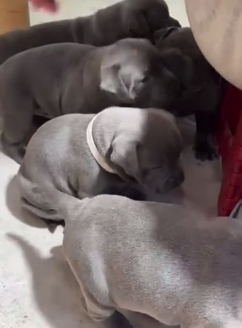 Staffordshire Bull Terrier dogs for sale: %100 Safety Staffordshire Bull Terrier Pups - Video 1